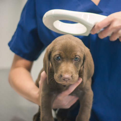 Lee Parkway Veterinary Clinic Chattanooga, TN 37421 > Our Services